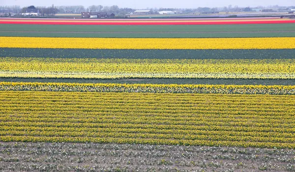 Keukenhof - Avrupa, Hollanda Bahçe — Stok fotoğraf