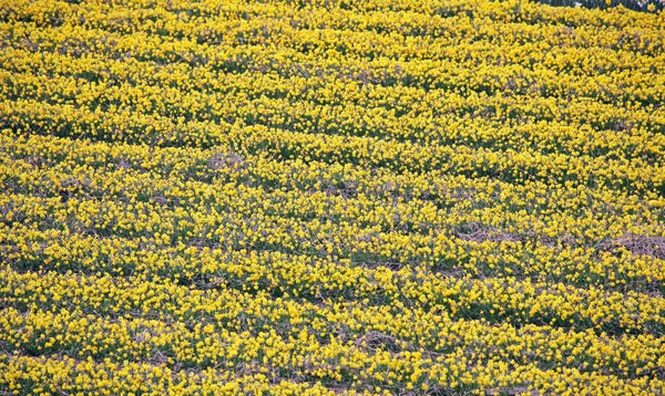 Keukenhof - Garten Europas, Niederlande — Stockfoto