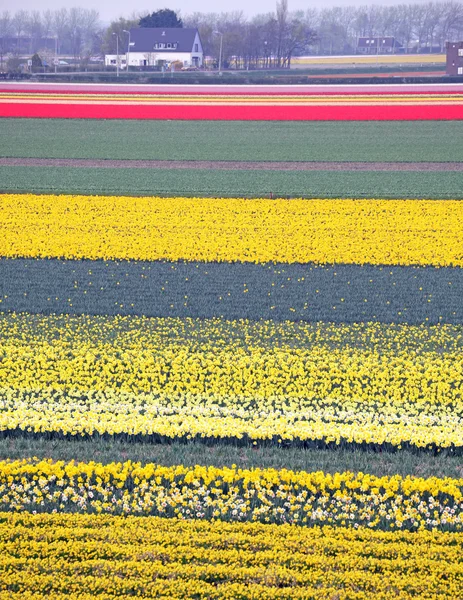 Keukenhof - Jardin d'Europe, Pays-Bas — Photo