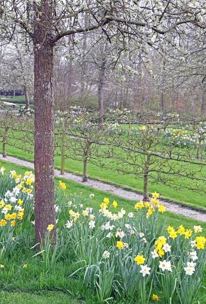 Keukenhof - Garten Europas, Niederlande — Stockfoto