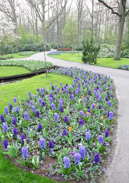 Keukenhof - ogród Europy, Holandia — Zdjęcie stockowe