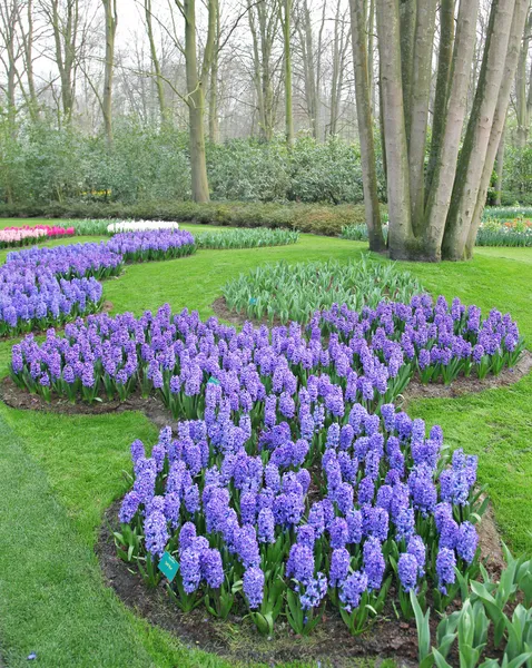 Keukenhof - Jardim da Europa, Países Baixos — Fotografia de Stock