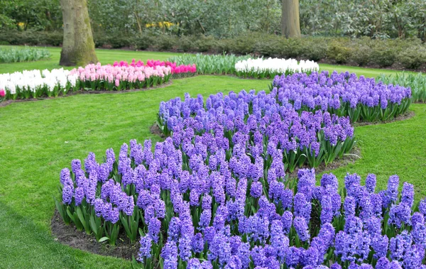 Keukenhof - Jardim da Europa, Países Baixos — Fotografia de Stock