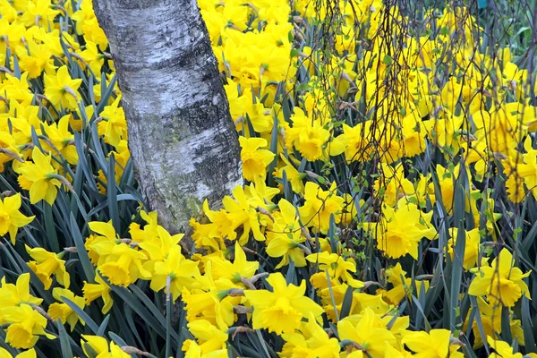 Keukenhof - Garden of Europe, Netherlands — Stock Photo, Image