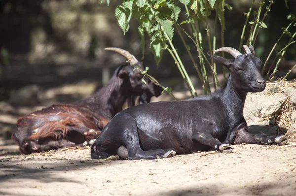 動物園のブラチスラバ、スロバキアのヤギ — ストック写真