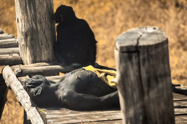スロバキア ブラチスラバ動物園でチンパンジー — ストック写真