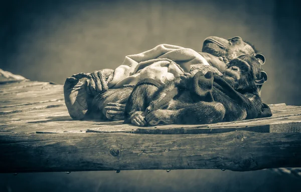 Chimpanzee in Zoo Bratislava, Slovakia — Stock Photo, Image