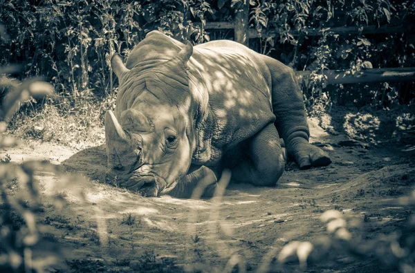 Witte neushoorn in dierentuin bratislava, Slowakije — Stockfoto