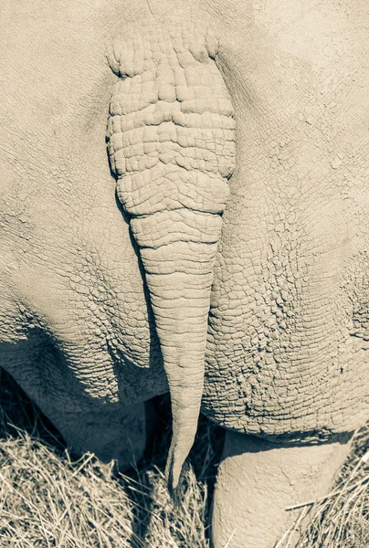 Ocas, bílé nosorožce — Stock fotografie