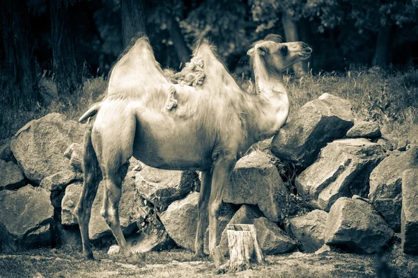 Bactrische Kameel in dierentuin bratislava, Slowakije — Stockfoto