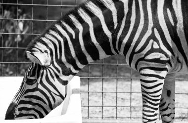 ovalar zebra Hayvanat Bahçesi Bratislava, Slovakya