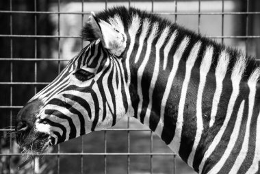ovalar zebra Hayvanat Bahçesi Bratislava, Slovakya