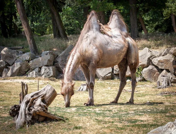 Bactrische Kameel in dierentuin bratislava, Slowakije — Stockfoto
