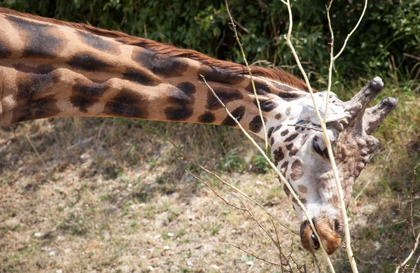 Žirafa Rothschildova v zoo bratislava, Slovensko — Stock fotografie