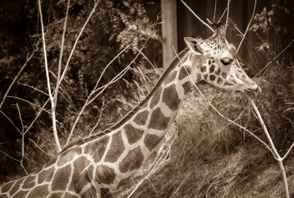 La jirafa de Rothschild en Zoo Bratislava, Eslovaquia — Foto de Stock