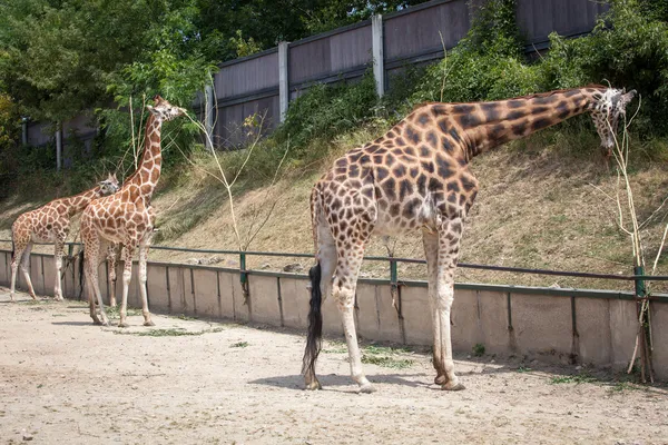 Жираф Ротшильда в зоопарке Братислава, Словакия — стоковое фото