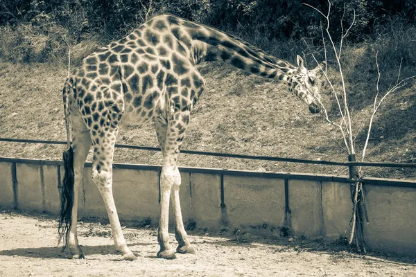 Žirafa Rothschildova v zoo bratislava, Slovensko — Stock fotografie