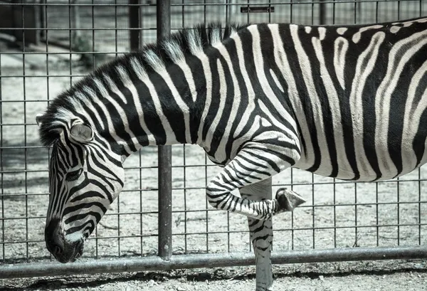 ovalar zebra Hayvanat Bahçesi Bratislava, Slovakya