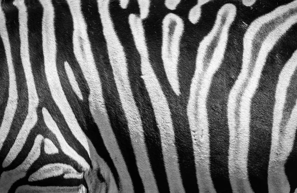 Равнинная Зебра в Зоопарке Братиславы, Словакия — стоковое фото