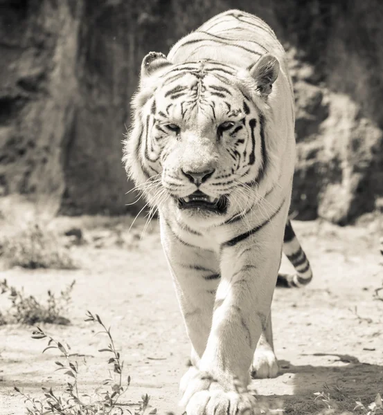 Tigre branco em ZOO Bratislava, Eslováquia — Fotografia de Stock