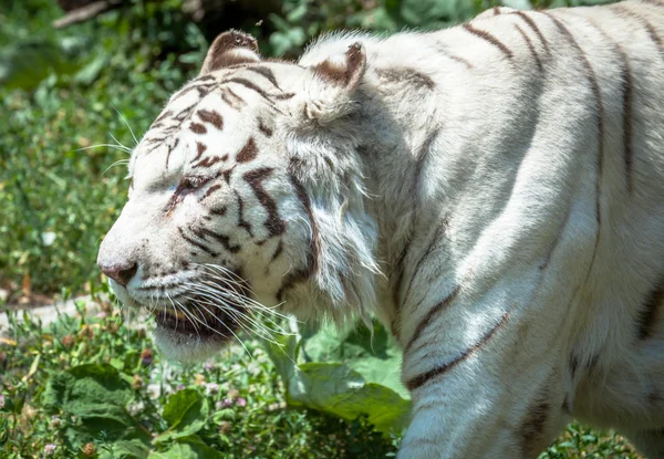 Tigre branco em ZOO Bratislava, Eslováquia — Fotografia de Stock