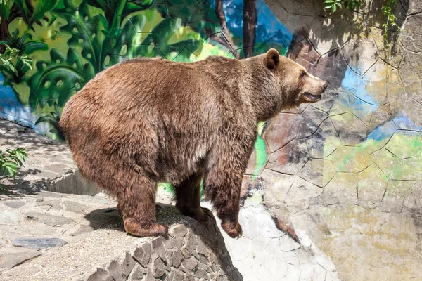 동물원 브라 티 슬 라바, 슬로바키아에 갈색 곰 — 스톡 사진