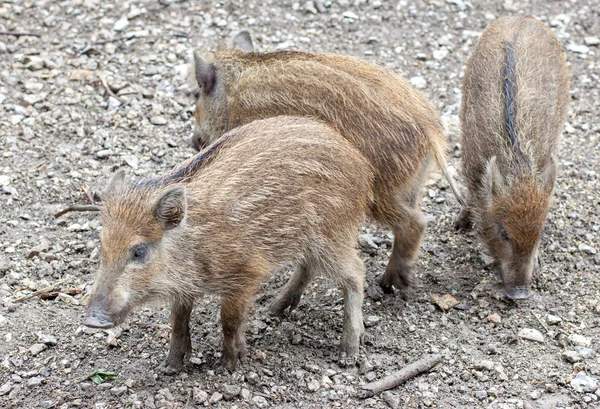 Wilde zwijnen — Stockfoto