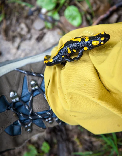 Salamandra de fogo em botas de caminhada — Fotografia de Stock