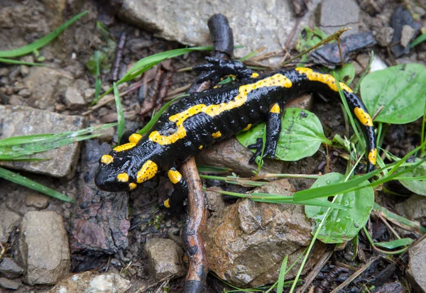 Salamandra de fogo — Fotografia de Stock