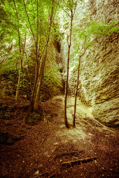 Doğa, düşük Tatras, Slovakya — Stok fotoğraf