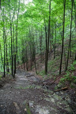 Doğa, düşük Tatras, Slovakya
