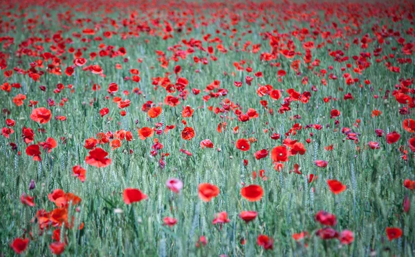 Amapola común — Foto de Stock