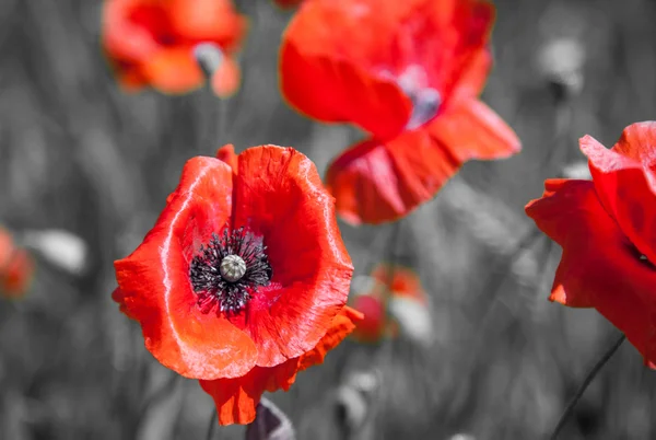 Common poppy — Stock Photo, Image