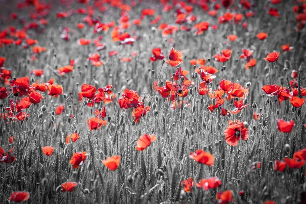 Gemeenschappelijke papaver — Stockfoto