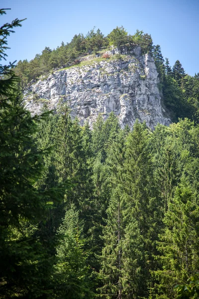 Bosque — Foto de Stock