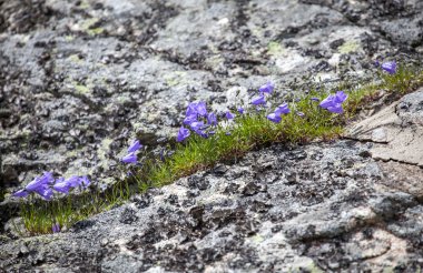 Campanula içinde yüksek tatras, Slovakya
