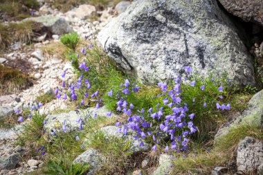 Campanula içinde yüksek tatras, Slovakya