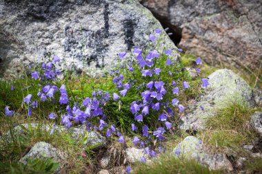 Campanula içinde yüksek tatras, Slovakya