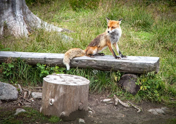 Renard dans la forêt à High Tatras, Slovaquie — Photo