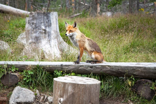 Renard dans la forêt à High Tatras, Slovaquie — Photo