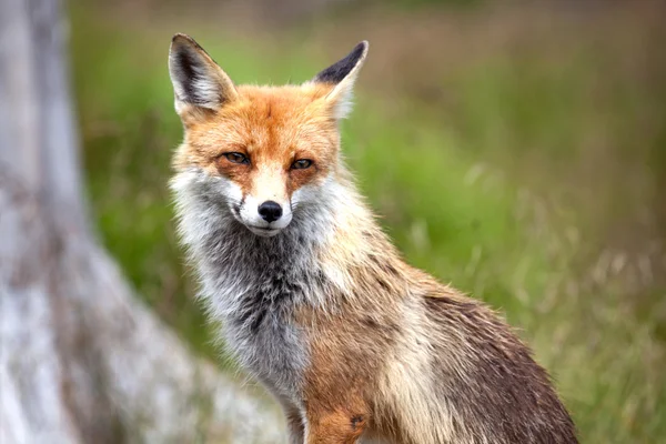 狐狸在森林里在高塔特拉山区，斯洛伐克 — 图库照片