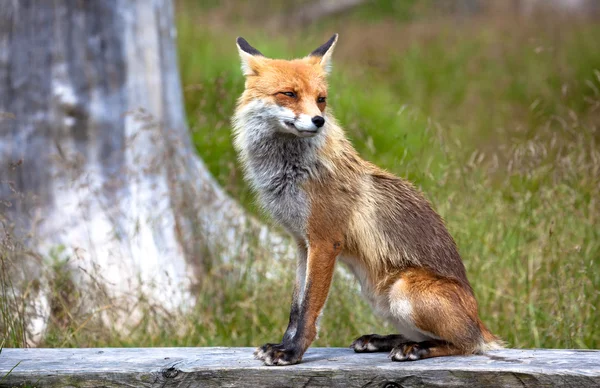 Fuchs im Wald in der Hohen Tatra, Slowakei — Stockfoto