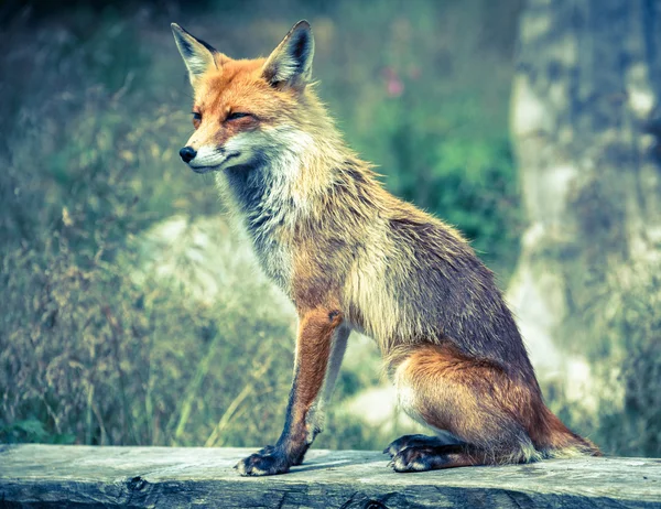 Fox in bos op hoge Tatra, Slowakije — Stockfoto