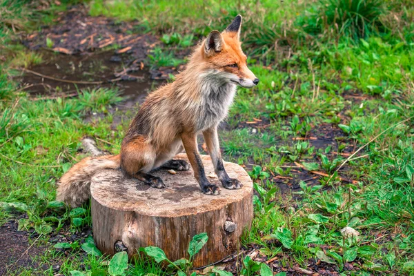 Fox en el bosque en High Tatras, Eslovaquia — Foto de Stock