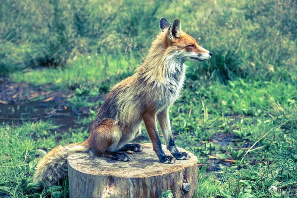 Αλεπού στο δάσος, στο κάπνισμα, Σλοβακία — Φωτογραφία Αρχείου
