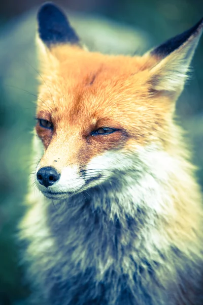 Fox en el bosque en High Tatras, Eslovaquia — Foto de Stock