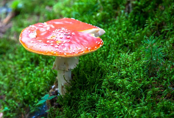 Toadstool dans la forêt - Slovaquie — Photo