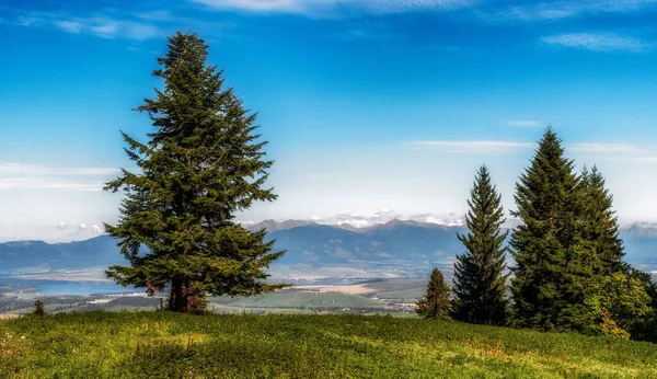 Lonely tree in forest. Mountains Western Tatras at background