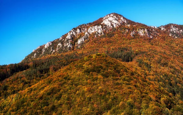 Färgglada Träd Höstskogen Högst Upp Kullen Sip Slovakien — Stockfoto