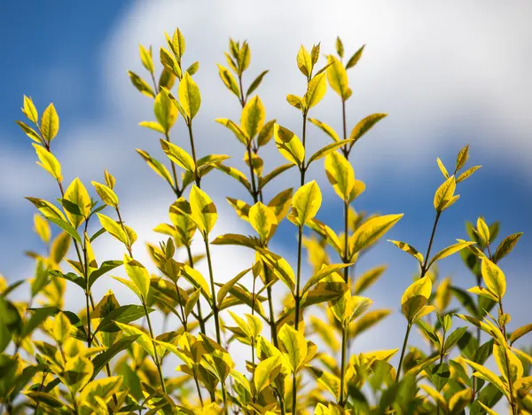 Pianta colorata — Foto Stock